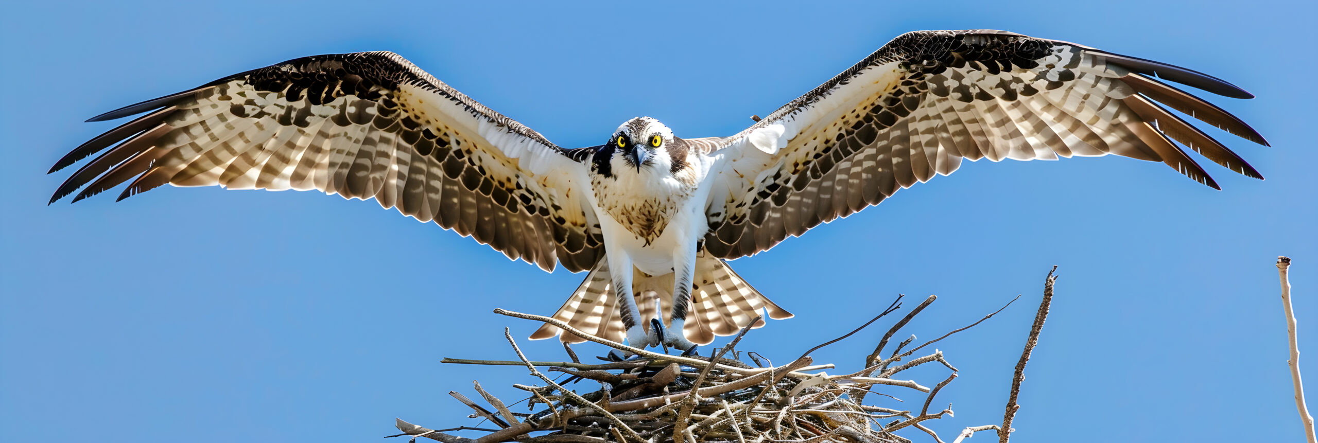 Majestic Dance of Survival: An Osprey’s Intricate Process of Nest Building