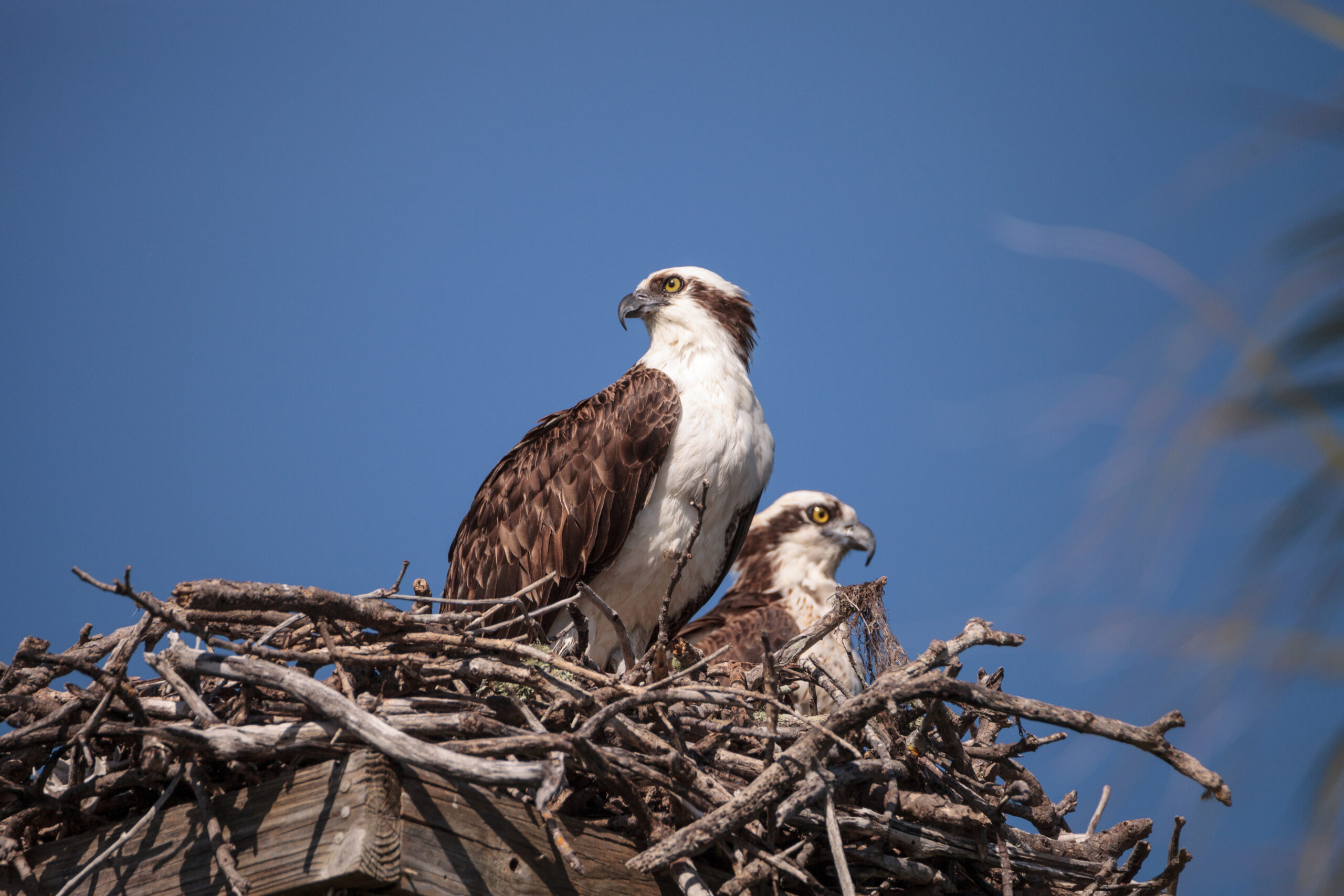 Female and Male pair of osprey bird Pandion haliaetus in a nest