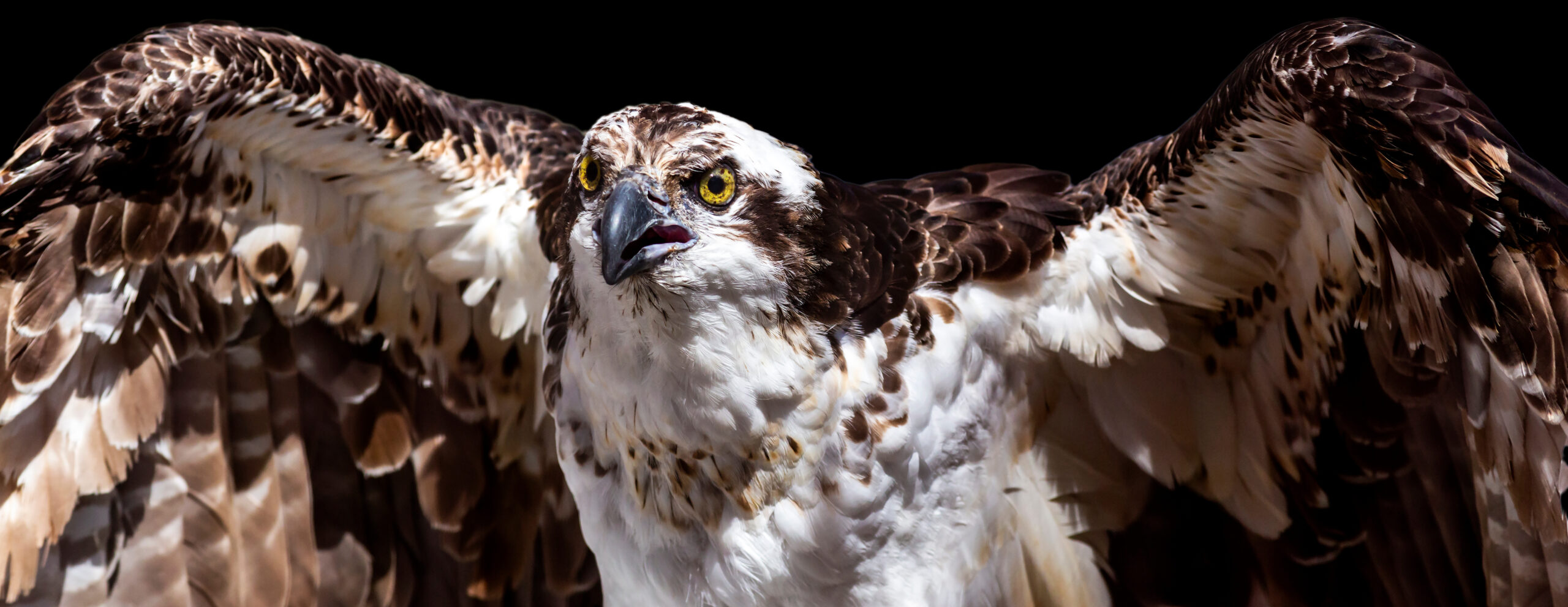 Osprey with spread wings isolated on a black background banner