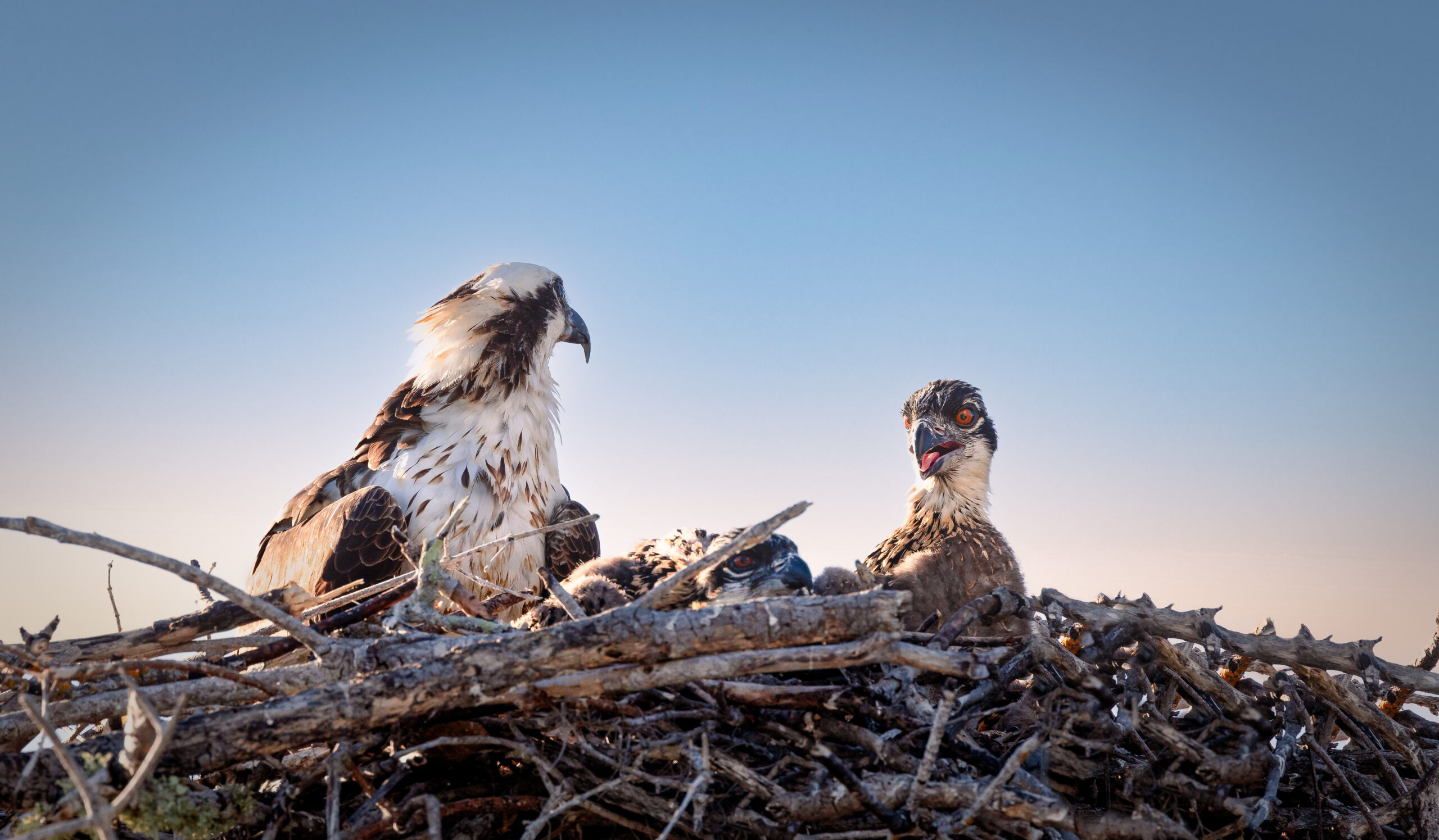 Osprey with young in nest