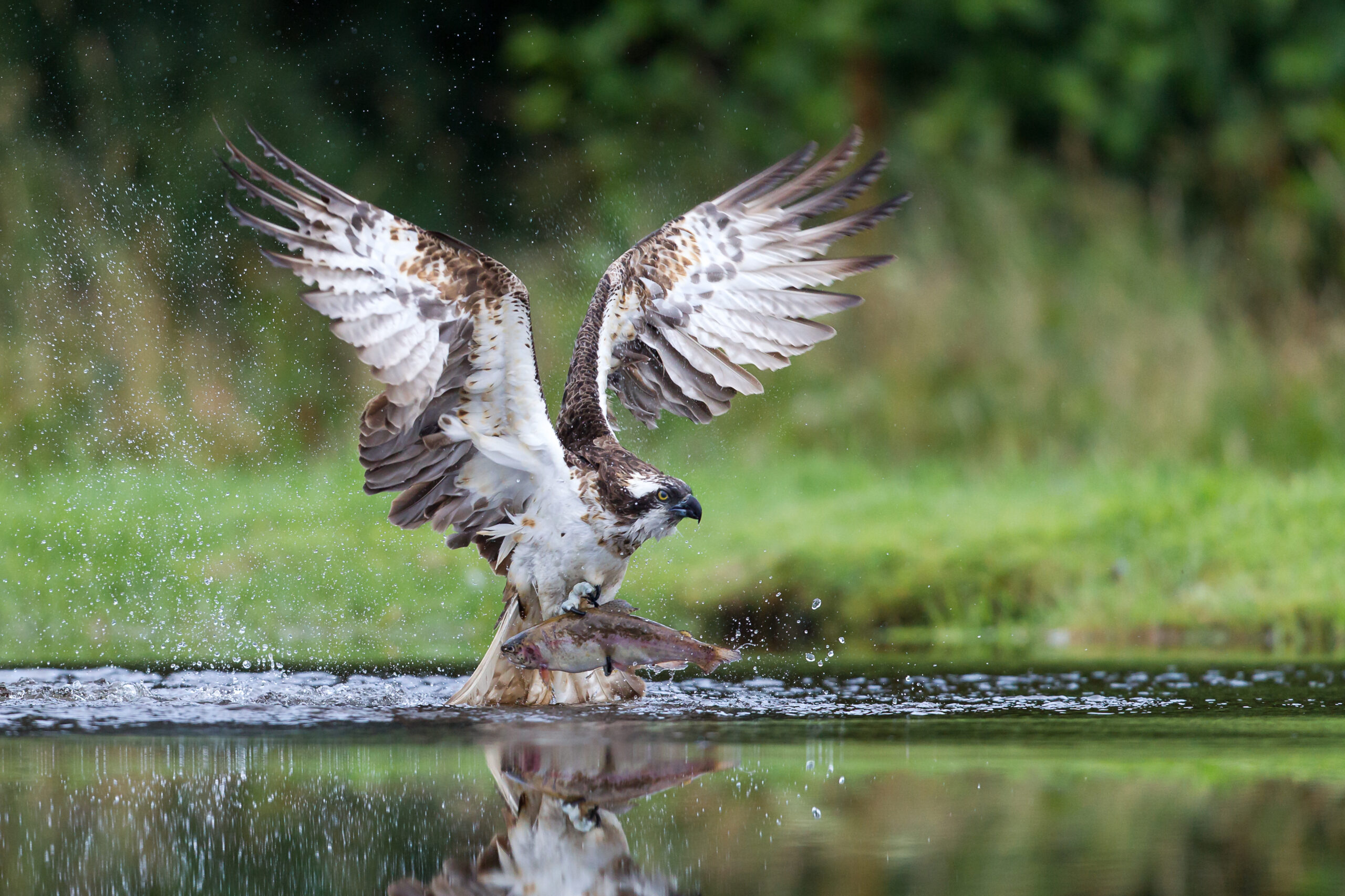 Osprey fishing and hunting on a Scottish loch.