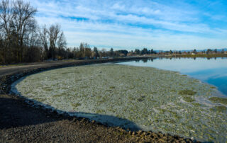 a photo depicting one of our wastewater lagoons with decomposing biosolids on the surface.